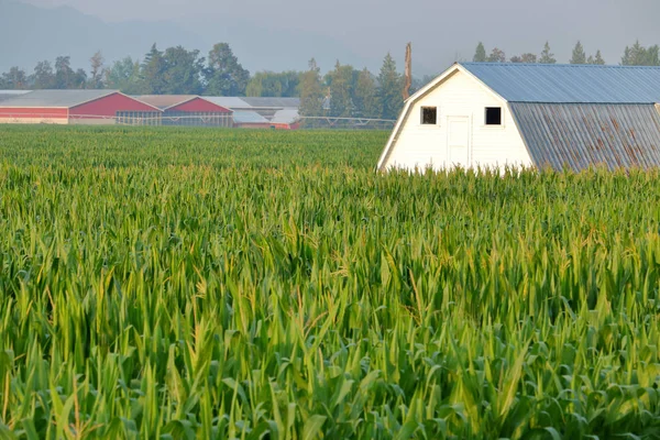 Bliska Średnich Widok Akrów Kukurydzy Cukrowej Rosnące Wokół Klastra Budynków — Zdjęcie stockowe