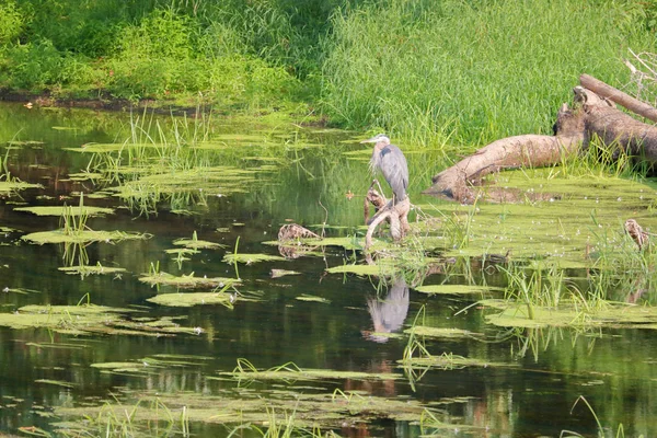 在夏季月份中 一个成年蓝鹭站在生物丰富多样的沼泽中的左轮廓视图 — 图库照片
