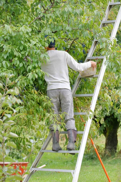 Hired Agricultural Worker Stands Ladder Picking Plums Autumn Season — Stock Photo, Image