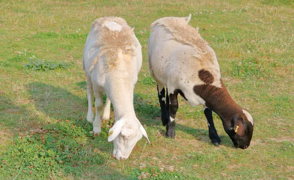 Fechar Duas Cabras Adultas Com Casacos Que Estão Derramando Pastar — Fotografia de Stock