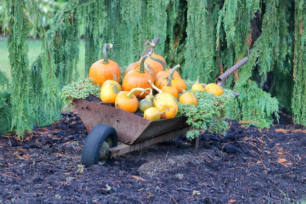 Gartengestaltung Mit Traditionellen Orangefarbenen Kürbissen Und Kürbis Einer Antiken Schubkarre — Stockfoto