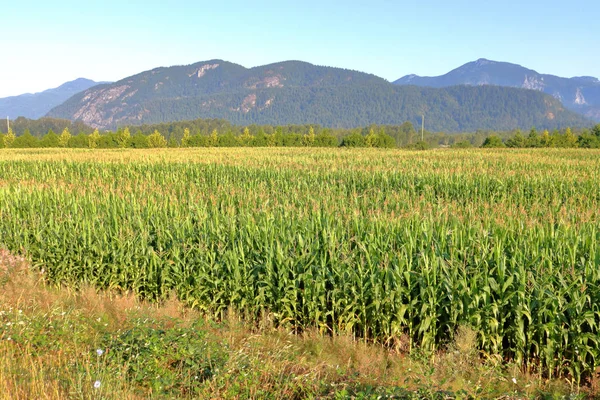 Formát Šířku Polí Kukuřice Pohoří Jihozápadní Britské Kolumbii Kanada Poblíž — Stock fotografie