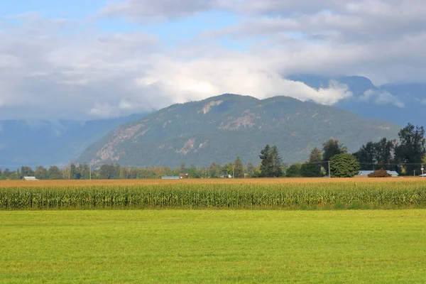 Landschapsmening Van Vallei Grasland Maïs Gevonden Zuidwesten British Columbia Canada — Stockfoto