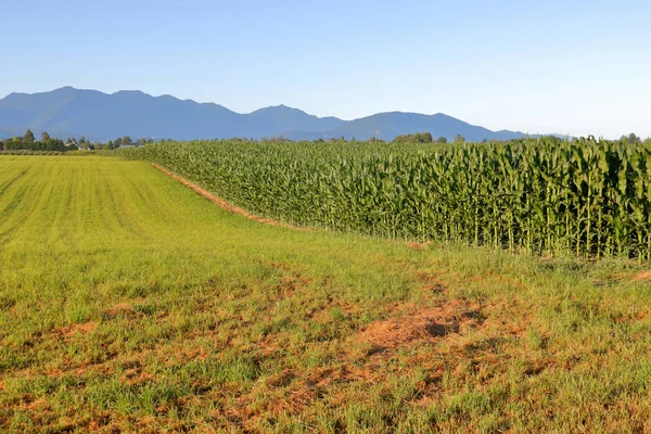 Широкий Ландшафтный Вид Смешанных Культур Долине Включая Сладкую Кукурузу Траву — стоковое фото