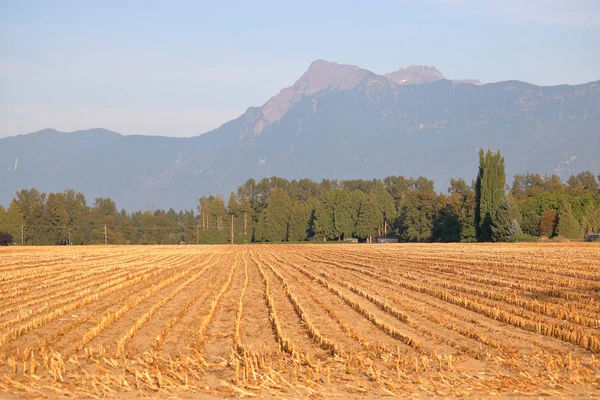 Wide Landscape View Freshly Harvested Corn Field Surrounded Mountains Bright — Stock Photo, Image