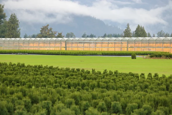 Medium View Greenhouse Lights Used Fall Winter Months Natural Light — Stock Photo, Image