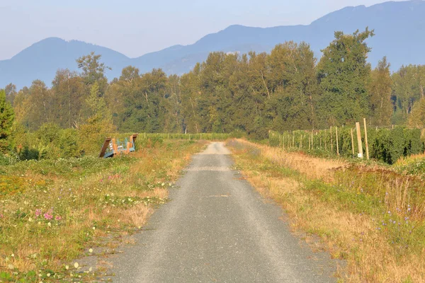 一个漫长而狭窄的自然路径在一个国家设置在夏季月份 — 图库照片