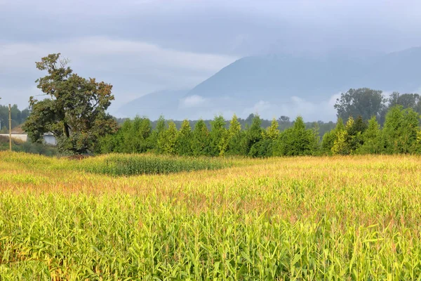 Bright Yellow Corn Field Ready Harvesting Rolling Landscape Major River — Stock Photo, Image