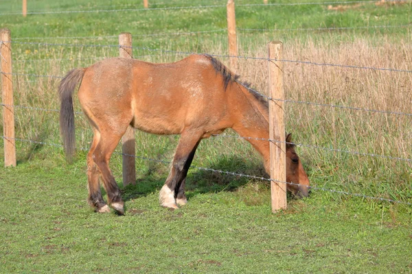 Pesar Del Alambre Púas Determinado Caballo Marrón Encuentra Que Hierba —  Fotos de Stock