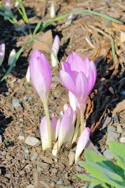 Zavřít Pohled Vysokého Úhlu Clusteru Fialové Tulipány Lámání Zem Jasné — Stock fotografie