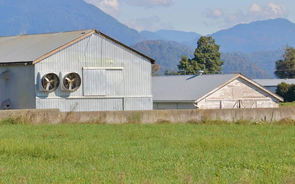 Fienile Pollo Pollaio Con Grandi Ventilatori Costruiti Recente Trova Accanto — Foto Stock