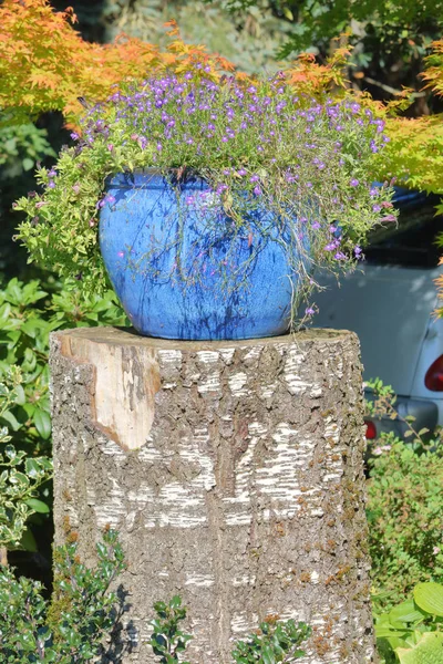Renkli Bir Saksı Çiçek Düzenleme Sonbahar Aylarında Bahçede Bir Ağaç — Stok fotoğraf
