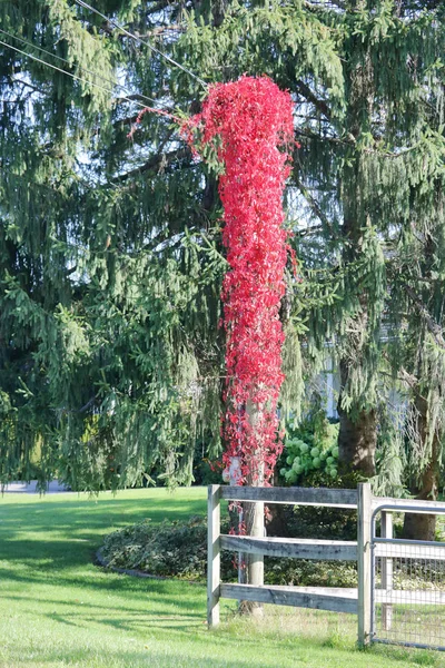 Vue Verticale Une Vigne Rouge Sombre Pourpre Virginie Grimpant Sur — Photo