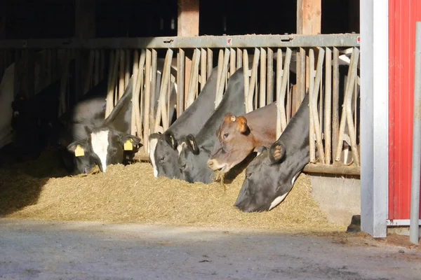 Las Vacas Lecheras Alimentan Materia Seca Dmi Una Dieta Calculada — Foto de Stock