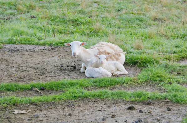 Uma Fêmea Ovelha Doméstica Ovelha Senta Com Seus Cordeiros Pasto — Fotografia de Stock