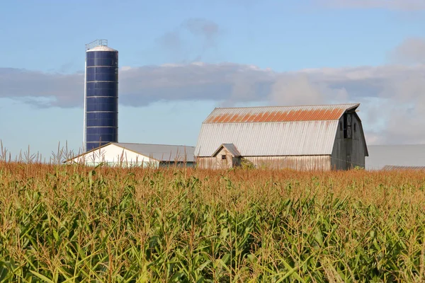一个玉米田准备好在背景下收割农场建筑 — 图库照片