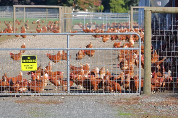 Les Poulets Ferme Sont Isolés Protégés Par Une Grande Clôture — Photo