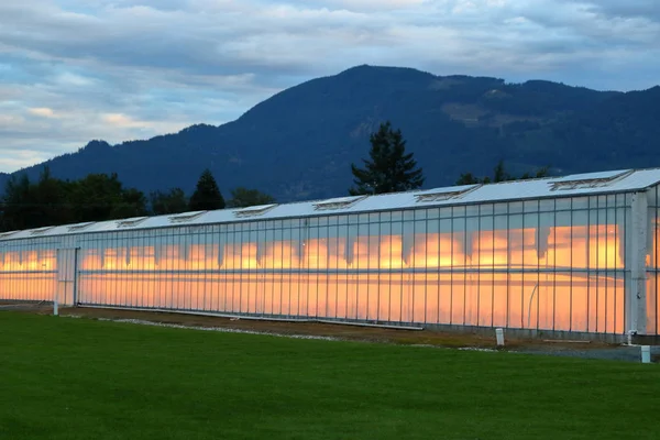 Des Lumières Vives Illuminent Une Serre Tôt Matin — Photo