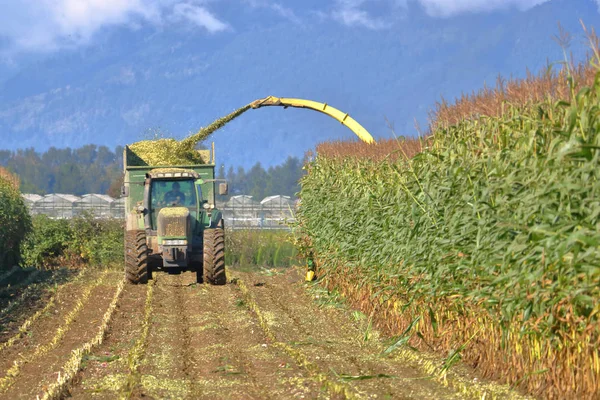 Steady Coordination Tractor Pulling Large Bin Harvester Filling Bin Freshly — Stock Photo, Image