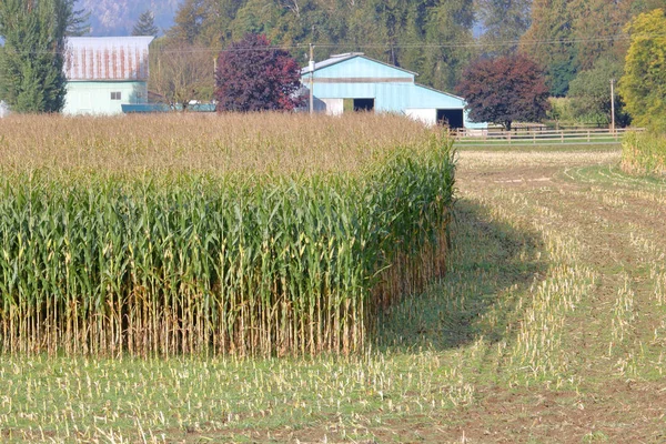 Szeroki Kąt Widzenia Kukurydza Równomiernie Cięte Efektywne Metody Używane Zbioru — Zdjęcie stockowe