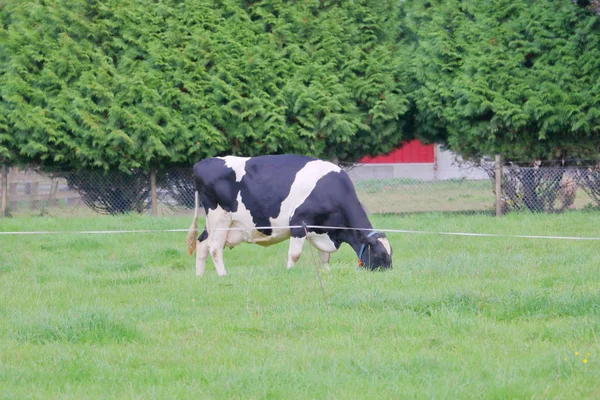 Una Cuerda Electrificada Cable Utiliza Para Mantener Vacas Lecheras Pastando —  Fotos de Stock