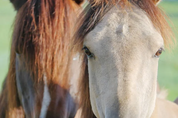 Vista Cercana Detallada Gelding Pie Frente Compañero —  Fotos de Stock