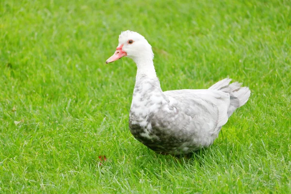 Visão Perfil Uma Fêmea Pato Moscovo Como Ela Aproxima Observador — Fotografia de Stock