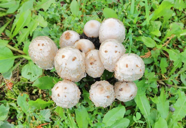 Overhead View Cluster Shaggy Mane Also Known Lawyers Wig Mushrooms — Stock Photo, Image