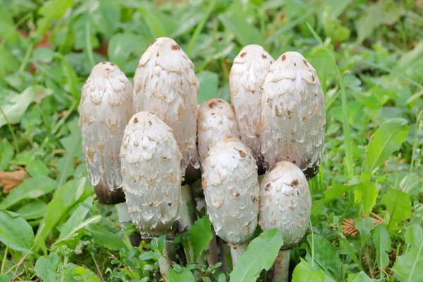 Groupe Shaggy Mane Également Connu Sous Nom Champignons Lawyers Wig — Photo