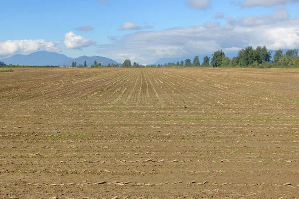 Blick Auf Ein Abgeerntetes Maisfeld Den Späten Herbstmonaten — Stockfoto