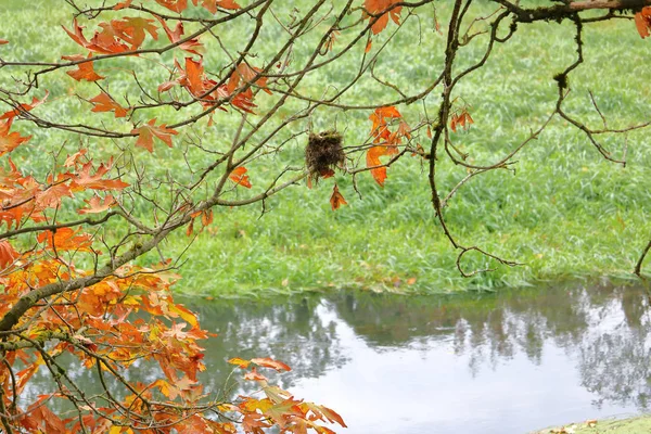 秋季在小溪附近发现一只被遗弃的小鸟巢的广阔视野 — 图库照片