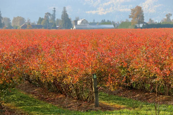 Breed Beeld Van Een Bosbes Plantage Tijdens Herfst Maanden Diepe — Stockfoto