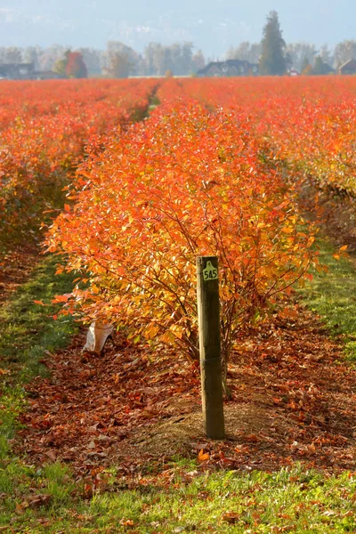 Vista Vertical Uma Fileira Plantas Mirtilo Durante Meses Outono Folhas — Fotografia de Stock