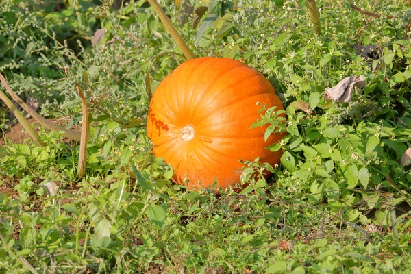 Full Frame View Single Bright Orange Pumpkin Ready Picking While — Stock Photo, Image