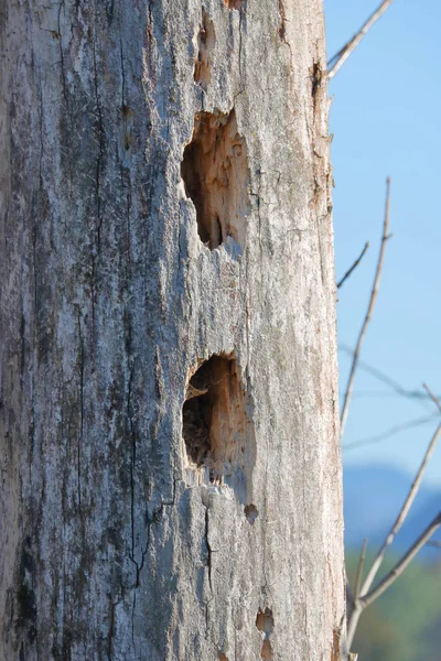 鸟类栖息地的垂直视图和独特的圆孔缺口成一个死树干 — 图库照片
