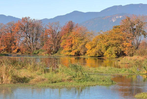 Vibrant Scenic Colors Canadian Marshland Autumn Months — Stock Photo, Image