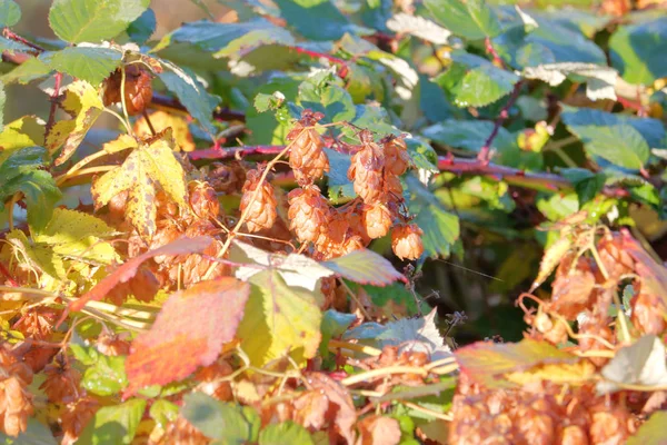 一个明亮的 阳光明媚的野生啤酒花簇在秋季的黑莓灌木周围生长 — 图库照片