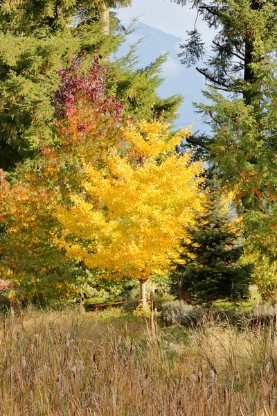 秋月树中一棵金黄色银杏树的中 — 图库照片