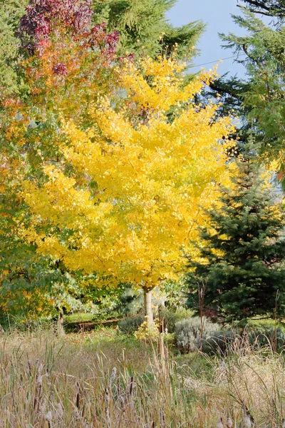 秋の月の中にゴールデン黄色い銀杏の木の近くに 垂直ビュー — ストック写真