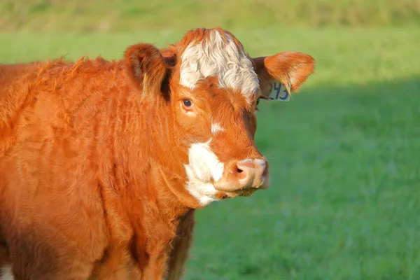 一只年轻的雌性奶牛站在阳光普照的牧场上 几乎露出了笑容 — 图库照片
