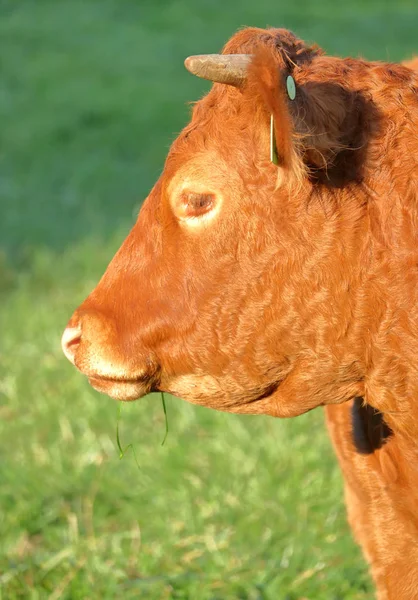 Plné Vertikální Profil Pohled Red Angus Krav Chovaných Pro Jeho — Stock fotografie