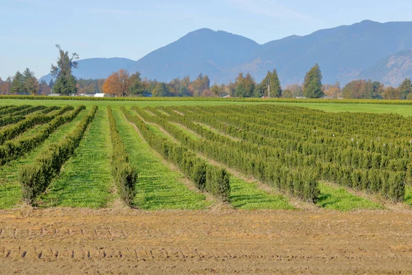 Bred Liggande Ceder Träd Gård Och Många Raderna Unga Plantor — Stockfoto