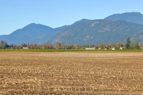 Een Landschap Van Stoppels Van Vers Gesneden Maïs Een Schilderachtige — Stockfoto