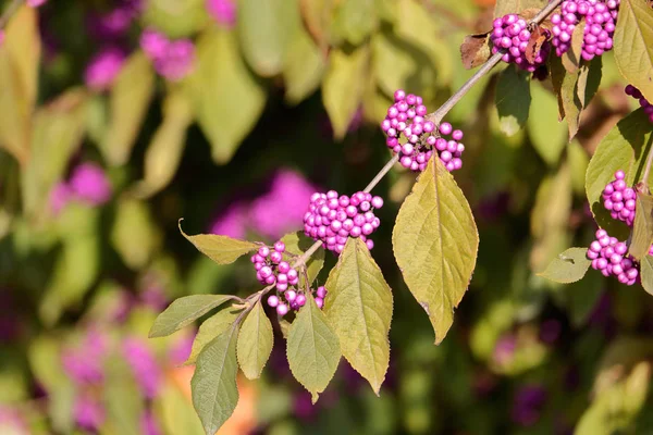 Amplia Vista Una Rama Americana Beautyberry Colgada Arbusto Con Gruesos —  Fotos de Stock