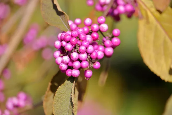 Vue Détaillée Beautyberries Amérique Poussant Sur Une Branche Pendant Saison — Photo