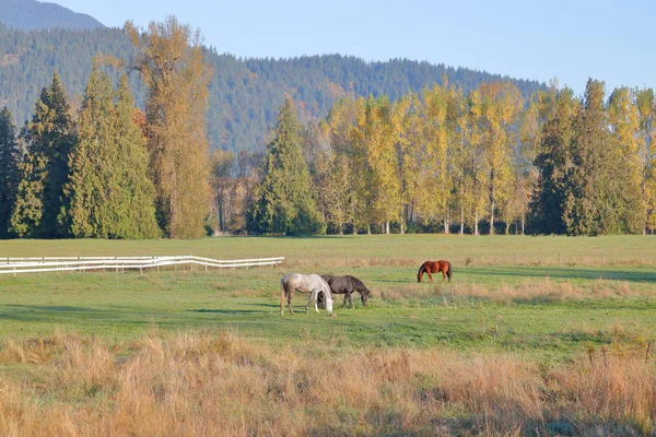 Weite Offene Landschaft Einer Ländlichen Gegend Pferde Auf Einer Malerischen — Stockfoto