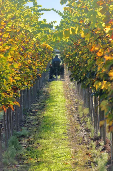 Die Silhouette Eines Landarbeiters Der Mit Seinem Kleinen Traktor Zwischen — Stockfoto