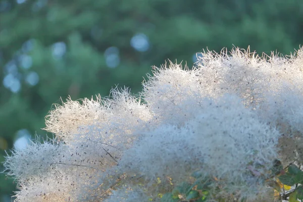 Vue Rapprochée Détaillée Herbe Pampas Pendant Les Étapes Semis — Photo