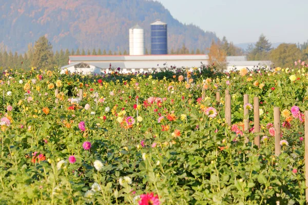 Szeroki Kąt Widzenia Kolorowe Bounty Wiele Różnych Kwiatów Rosnących Gospodarstwie — Zdjęcie stockowe