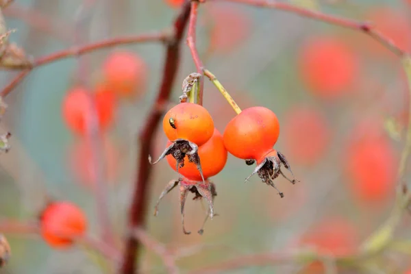 Tiny Flea Beetle Menace Crop Farmers Rests Wild Orange Berry — Stock Photo, Image